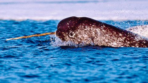 Narwale und ihre seltsamen Hörner: Forscher lösen das Geheimnis