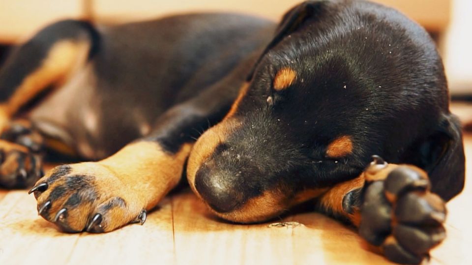 Nein, Hunde sind nicht farbenblind: Vier Mythen über die Vierbeiner – und was tatsächlich dahinter steckt