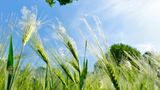 Klimawandel und Pollen
