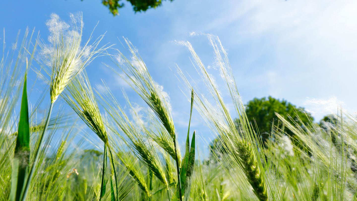 Klimawandel und Pollen Klimawandel und Pollen