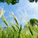 Klimawandel und Pollen