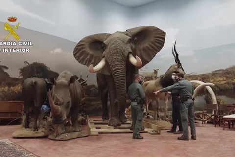 Lagerhaus in Spanien: Elefant, Löwe und Co: riesiger Bestand an präparierten Wildtieren entdeckt