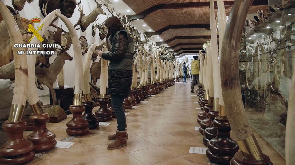Polizeibeamte in Spanien haben ausgestopfte Tiere und Stoßzähne aus Elefantenelfenbein entdeckt
