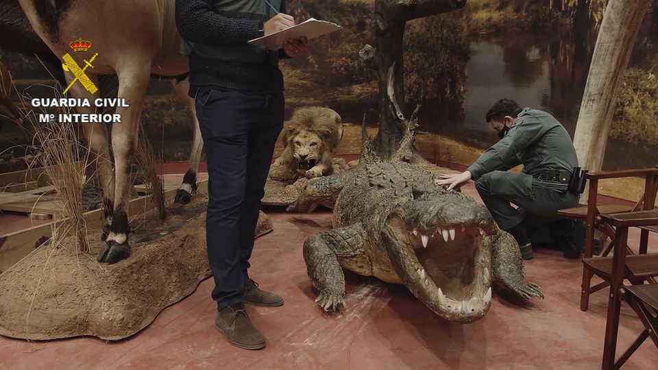 Auch ein Krokodil ist unter den ausgestopften Tieren