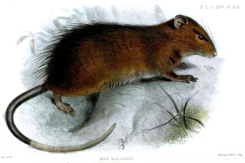 Zeichnung der Maclear-Ratte