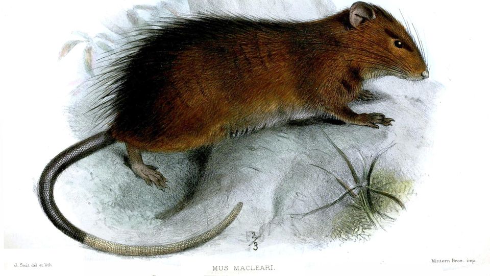 Zeichnung der Maclear-Ratte