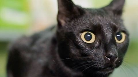 Katzen spüren Naturkatastrophen, bevor sie passieren: Forscher erklären siebten Sinn der Tiere