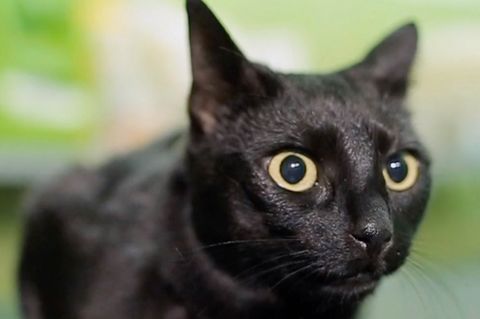 Katzen spüren Naturkatastrophen, bevor sie passieren: Forscher erklären siebten Sinn der Tiere