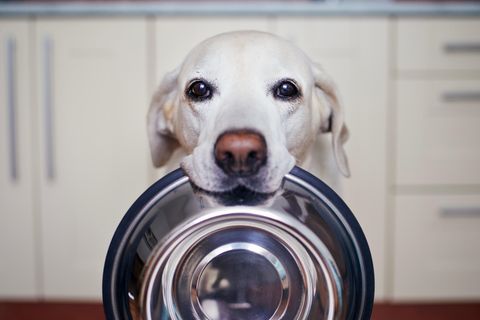 Hund mit Napf