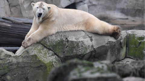 Eisbär Lloyd liegt an einem trüben Dezembertag auf einem Felsen und beobachtet die Besucher im Zoo