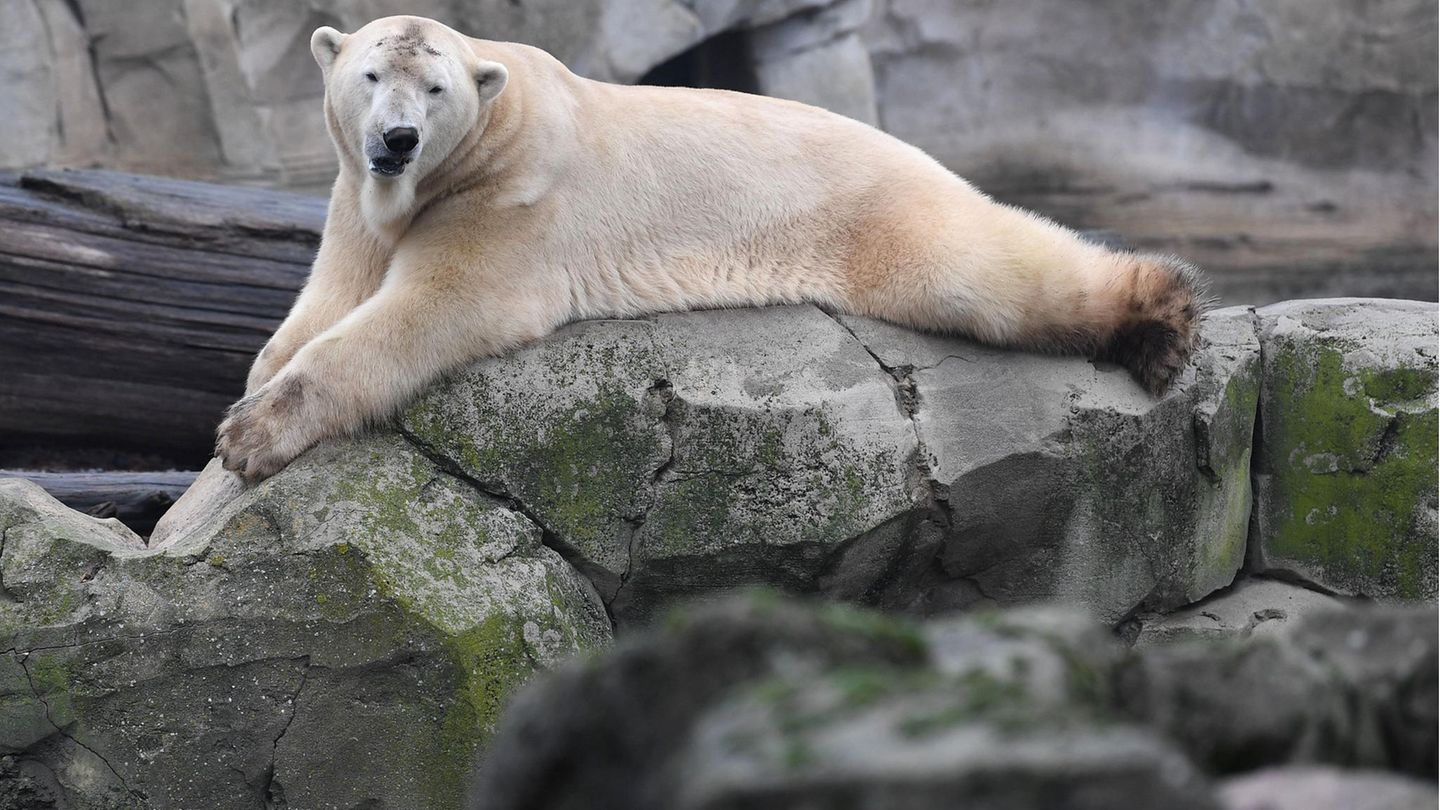 Eisbär Zoo Karlsruhe Bremerhaven Eisbär Lloyd liegt an einem trüben Dezembertag auf einem Felsen und beobachtet die Besucher im Zoo