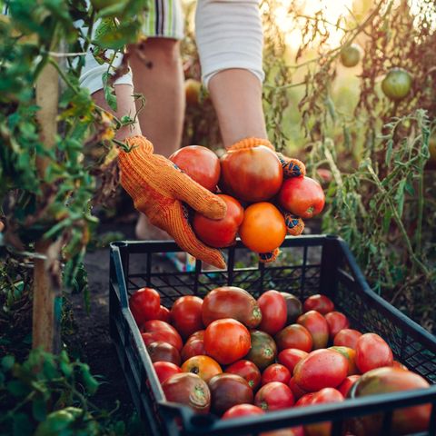 Frau erntet Tomaten