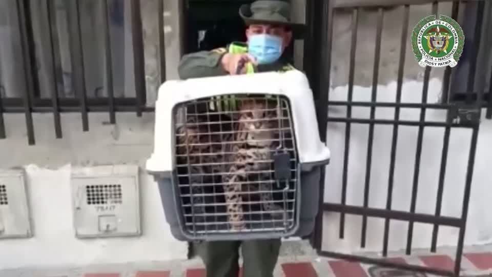 Video: Kolumbien: Polizei rettet Wildtiere Video: Kolumbien: Polizei rettet Wildtiere