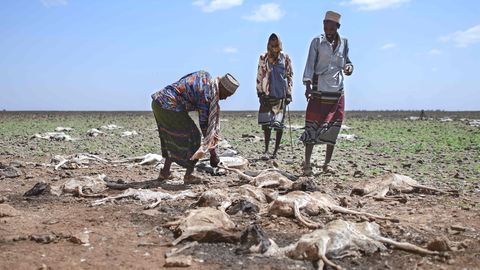 Viehhirten untersuchen die verendeten Tiere ihrer Herde in Nähe von Marsabit im Norden Kenias. Die anhaltende Dürre hat vielen Tiere das Leben gekostet – und nimmt den Menschen damit auch Nahrung und Einnahmen