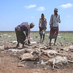Viehhirten untersuchen die verendeten Tiere ihrer Herde in Nähe von Marsabit im Norden Kenias. Die anhaltende Dürre hat vielen Tiere das Leben gekostet – und nimmt den Menschen damit auch Nahrung und Einnahmen