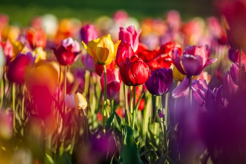 Eine Tulpenwiese