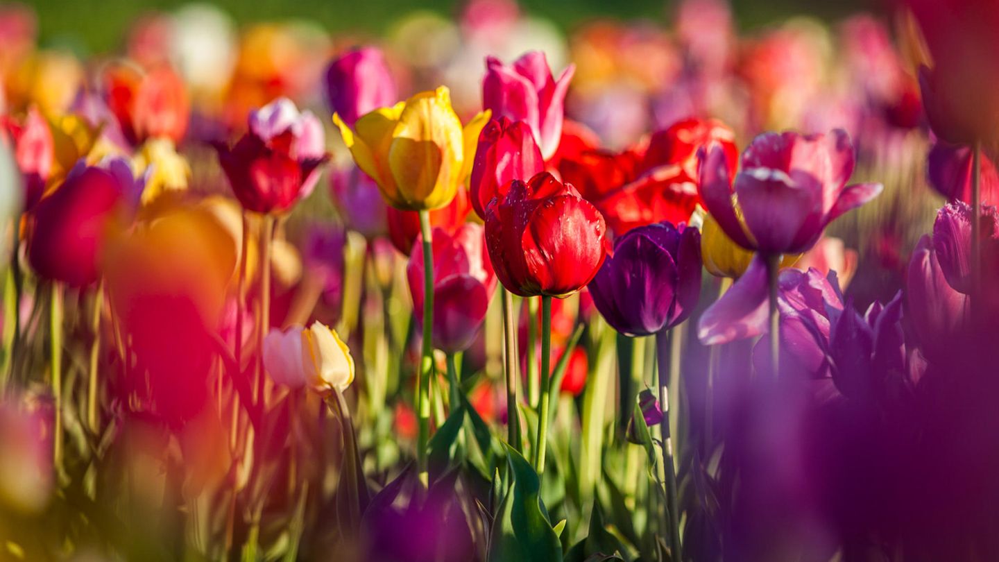 Tulpen: Deze 5 weetjes over tulpen wist je zeker niet