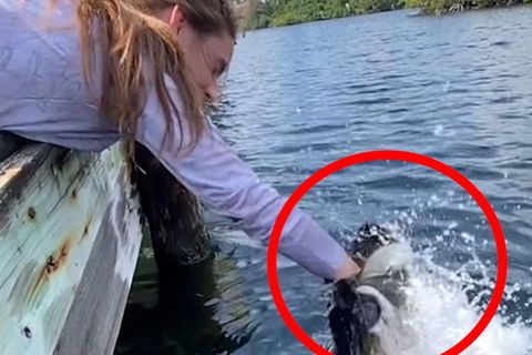 TikTok-Fail: Model will Riesen-Fisch anlocken – dieser schnappt ihre Hand