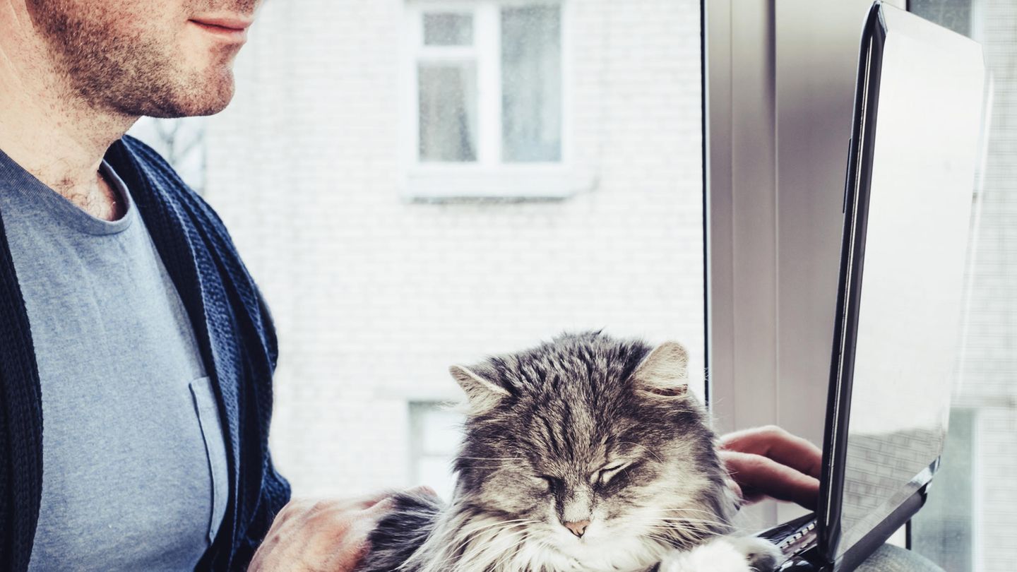Ein Mann sitzt am Laptop, auf der Tastatur schläft ein Kätzchen