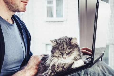 Ein Mann sitzt am Laptop, auf der Tastatur schläft ein Kätzchen