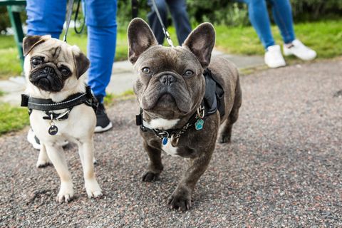 Überzüchtete Möpse und Bulldoggen