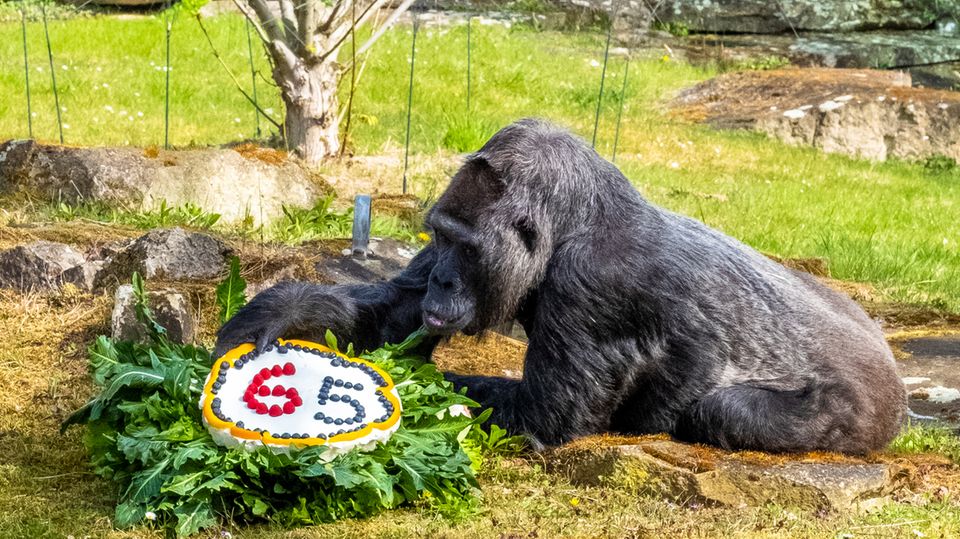 Ein Gorilla beugt sich über eine Torte mit einer 65, die auf einem Kreis aus Blättern liegt