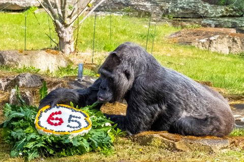 Ein Gorilla beugt sich über eine Torte mit einer 65, die auf einem Kreis aus Blättern liegt