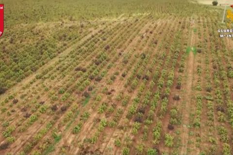 Spanien: 415.000 Pflanzen im Wert von 100 Millionen Euro: Größte illegale Hanfplantage Europas vernichtet