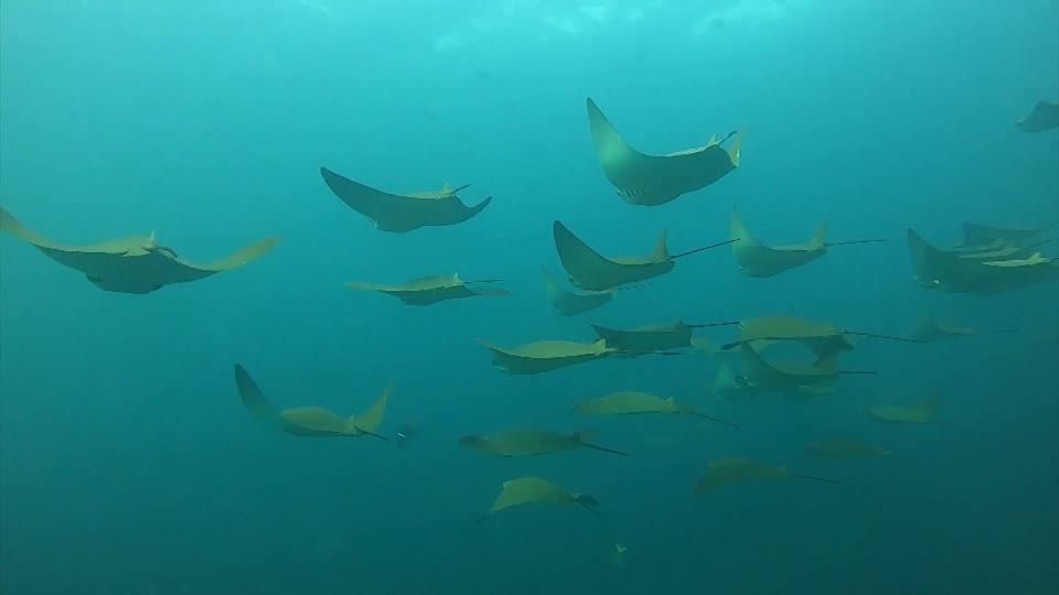 Galápagos-Insel