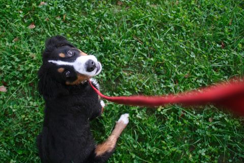 Hund in Berlin
