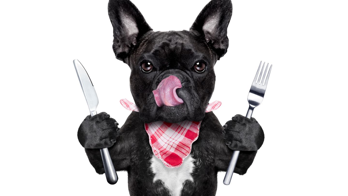 Vegane Ernährung sei laut neuer Studie gesünder und sicherer für Hunde Vegane Ernährung sei laut neuer Studie gesünder und sicherer für Hunde