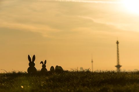 Osterhasen bei Sonnenaufgang im Gras