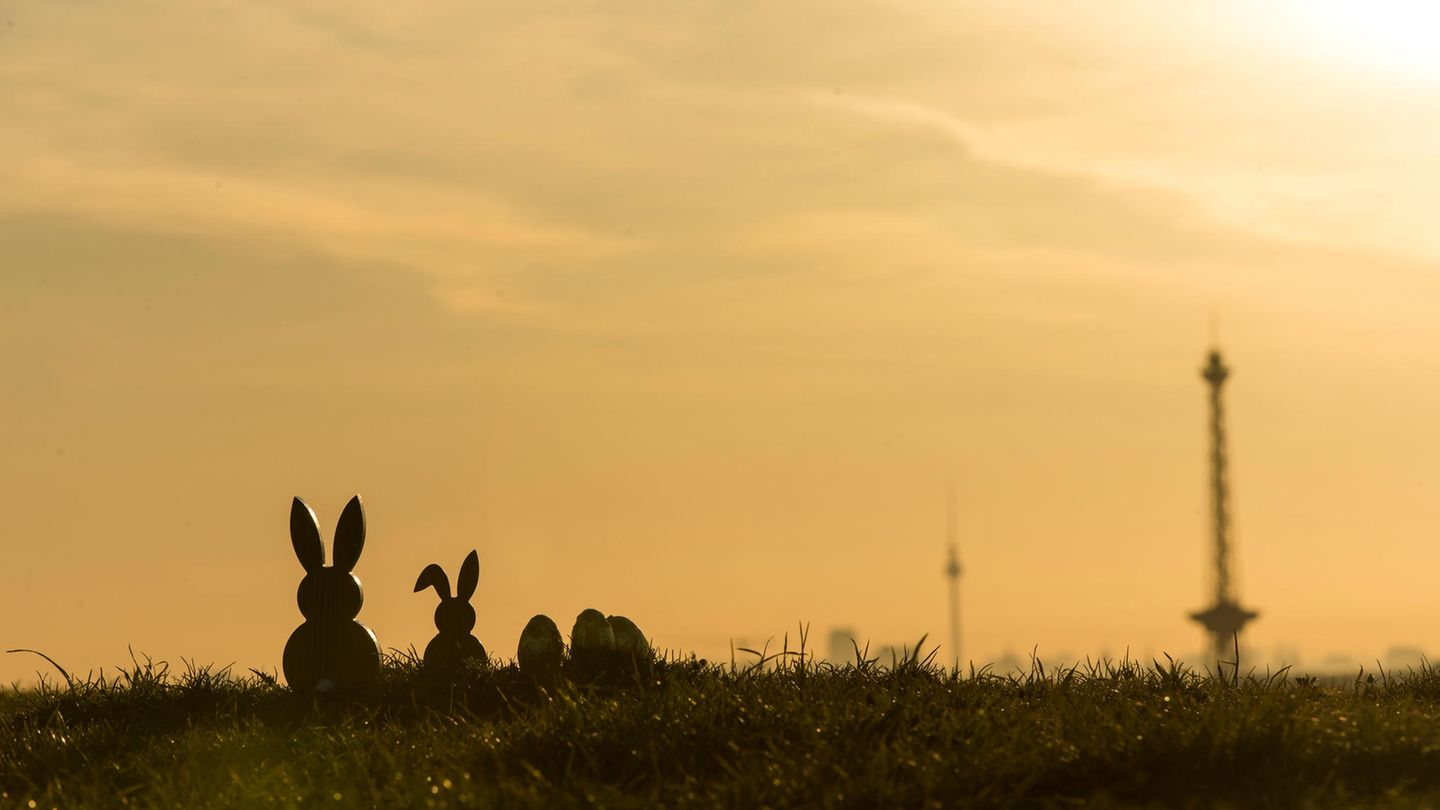 Osterhasen bei Sonnenaufgang im Gras
