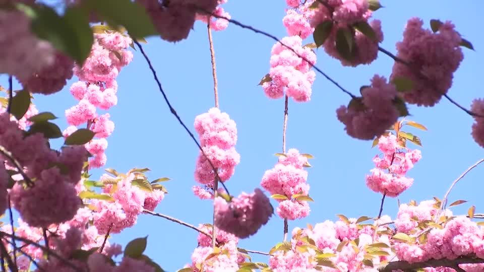 Video: Kirschblüten in voller Pracht Video: Kirschblüten in voller Pracht