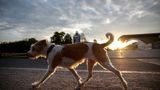 Ein Mischlingshund läuft an Gebäuden vorbei, während hinter ihm die Morgensonne noch tief steht