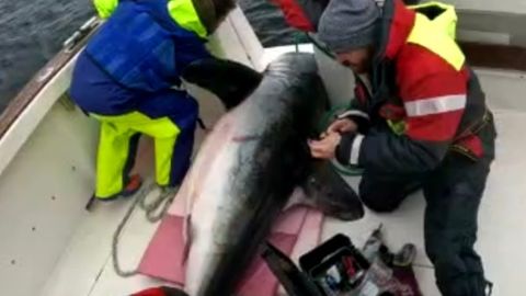 Forscher fangen einen Hai vor der Küste Irlands