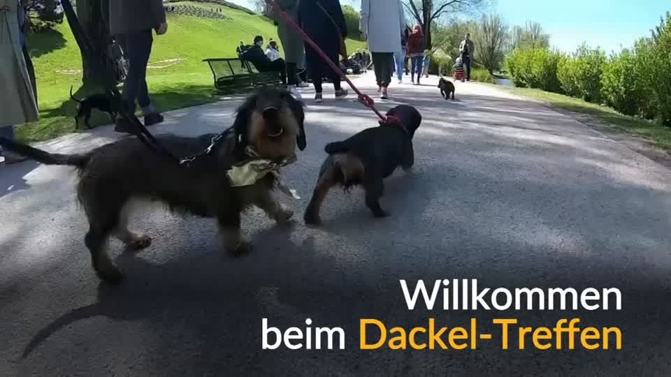 Video: Münchener Dackel werden gefeiert Video: Münchener Dackel werden gefeiert