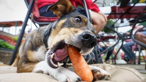 Ein Hund isst eine Karotte. Welche Nahrung ist für Hunde giftig?