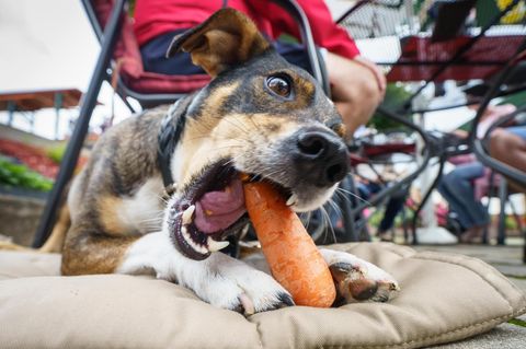 Ein Hund isst eine Karotte. Welche Nahrung ist für Hunde giftig?