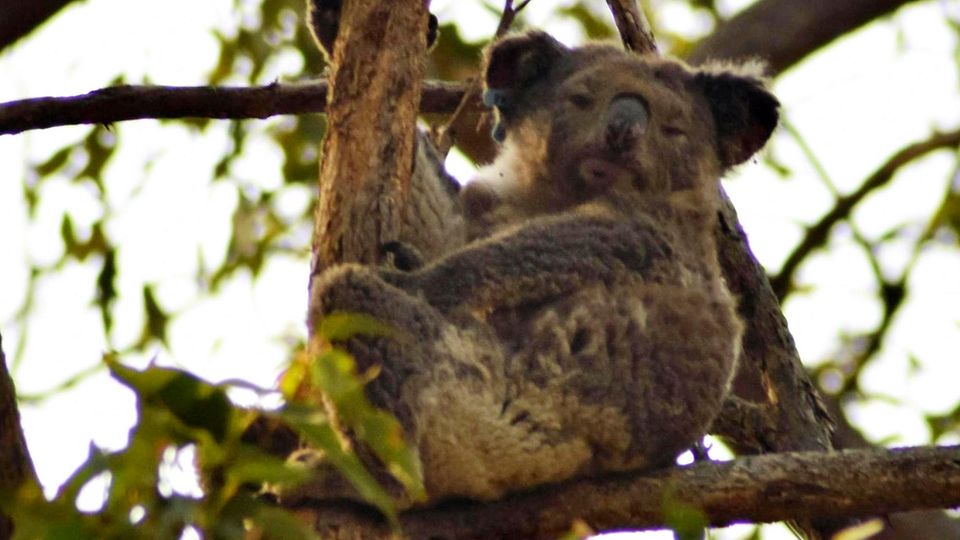 Koala Feuer Australien Geschwächter Koala sitzt auf einem Baum