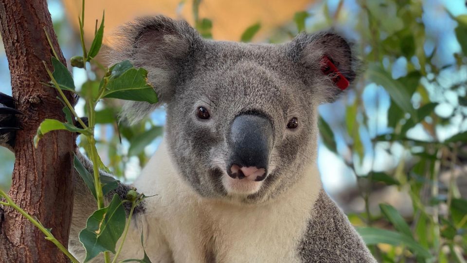 koala breeding 