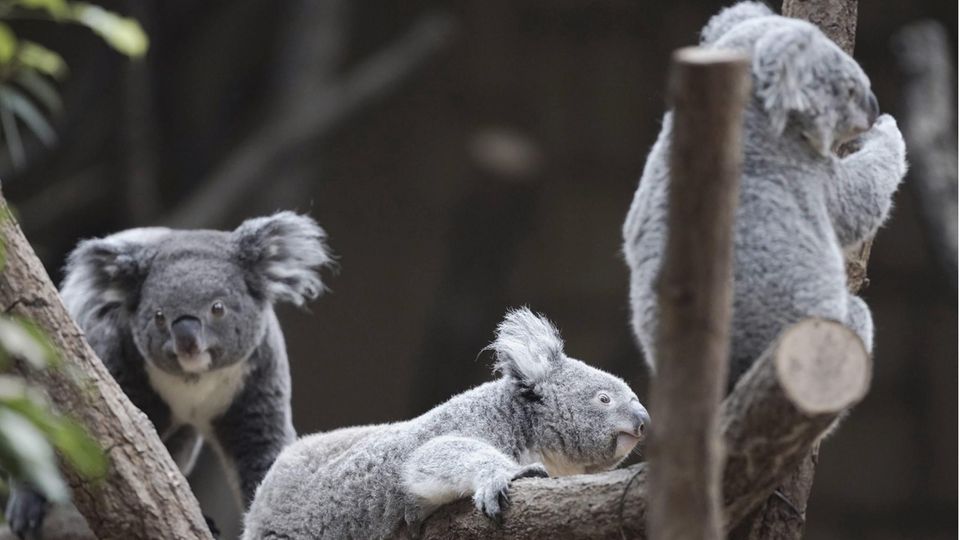 Drei Koalas sitzen auf einem Baum