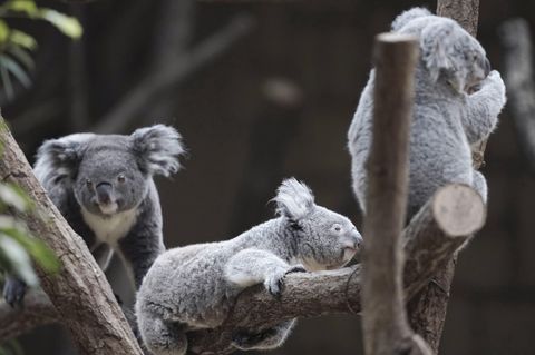 Drei Koalas sitzen auf einem Baum