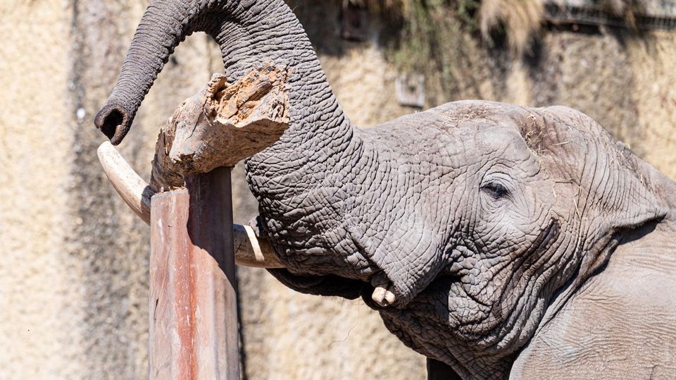 Elefant Tusker aus Basler Zoo macht Kunststücke Elefant Tusker aus Basler Zoo balanciert Baumstamm mit Rüssel