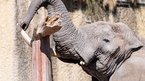 Elefant Tusker aus Basler Zoo balanciert Baumstamm mit Rüssel