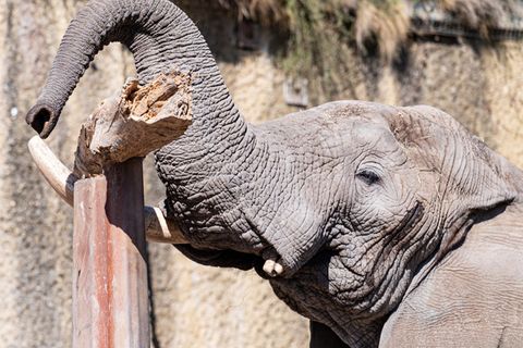 Elefant Tusker aus Basler Zoo balanciert Baumstamm mit Rüssel
