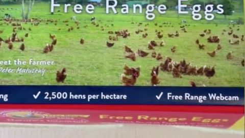 TikTokerin rätselt über kuriosen Hinweis auf Eierpackung – und landet bei der Webcam des Bauers
