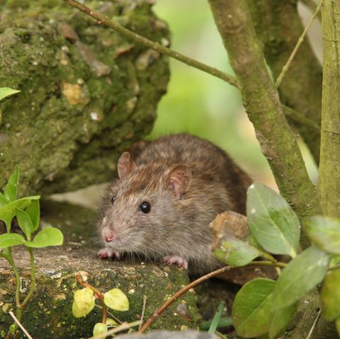 Ratten vertreiben: Braune Ratte auf einer Steinmauer zwischen Grün