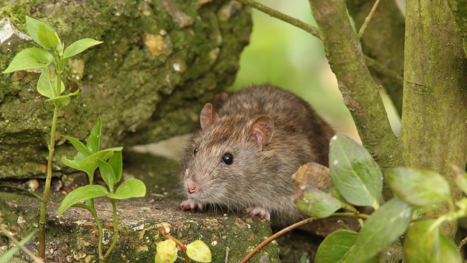 Ratten vertreiben: Braune Ratte auf einer Steinmauer zwischen Grün