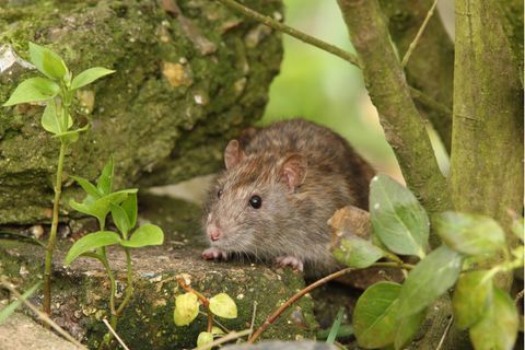 Ratten vertreiben: Braune Ratte auf einer Steinmauer zwischen Grün